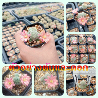 🌵💥 รีบูเทีย ไม้จิ๋ว 💥🌵 Mammillaria baumii   ไม้ชำหน่อ ขนาด2-3 ซม. ต้นกระบองเพชร ต้นแคคตัส (แคคตัส กระบองเพชร)