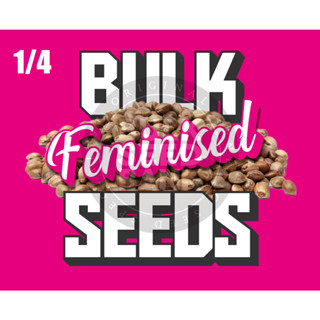 1/4 FOTO BulkSeedsbank ALL Breeds For 2023.