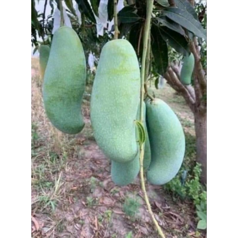 ต้นมะม่วงมันพันธุ์ขุนศรีเสียบยอด