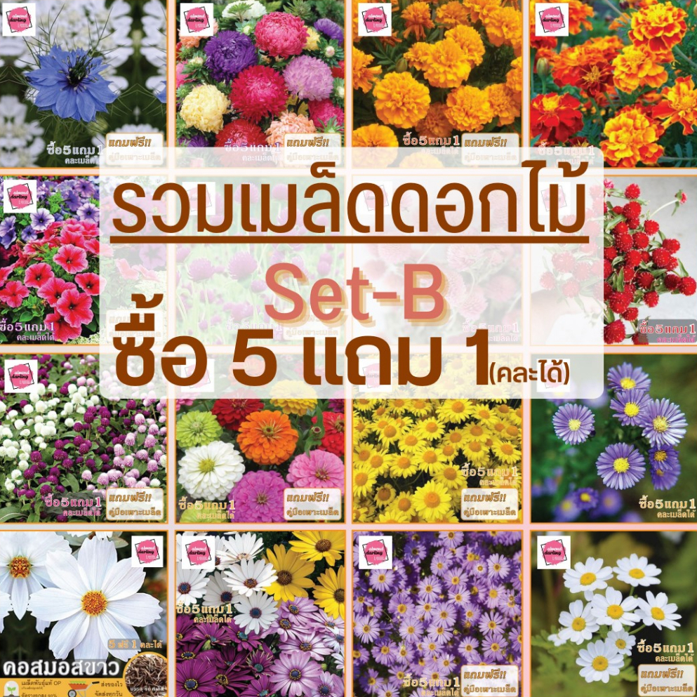 เมล็ดดอกไม้สวยงาม ซื้อ 5 ฟรี 1 มีให้เลือกกว่า 50 ชนิด พันธุ์ท้ ปลูกง่าย โตไว ส่งทุกวัน