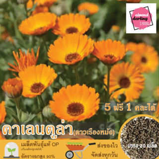 ซื้อ5 แถม1 เมล็ดพันธุ์ ดอกคาเลนดูล่า (ดาวเรืองหม้อ ดอกไม้กินได้) 20 เมล็ด (Calendula Flower Seed) เมล็ดพันธุ์แท้ ปลูกง่า