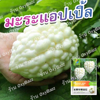 เมล็ดมะระแอปเปิ้ลขาว 5เมล็ด มะระหัวใจสีขาว มะระขาวไต้หวัน Apple White Bitter Gourd Seeds