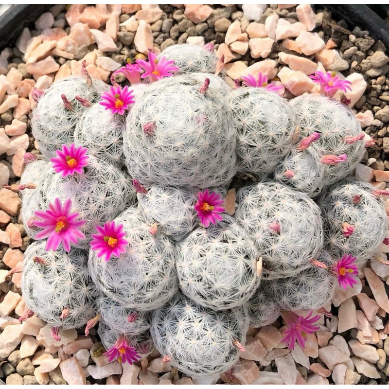 ลูกกอล์ฟฟอร์มกอใหญ่มาก โคลนนี้สีดอกสวยมาก ตกหลุมรักรอบที่พันล้าน Mammillaria humboldtii var caespitosa JP Clone
