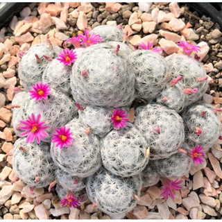 🌸🌸🌸ลูกกอล์ฟฟอร์มกอใหญ่มาก  โคลนนี้สีดอกสวยมาก ตกหลุมรักรอบที่พันล้าน😳🌸🌸🌺 Mammillaria humboldtii var caespitosa JP Clone