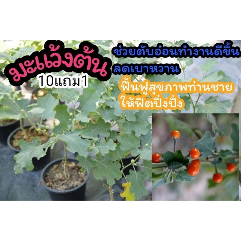 ต้นมะแว้ง มะแว้งต้น ต้นไม้สมุนไพรไทย ผัก ผลไม้ ยาแผนโบราณ รักษา บำรุง ป้องกัน แก้ โรค ผัก ผลไม้ เมล็ด มะเร็ง เบาหวาน