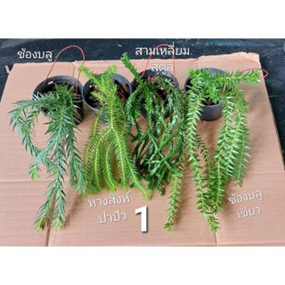 ชุดเฟิร์นสาย 4 กระถาง 4 แบบ fern