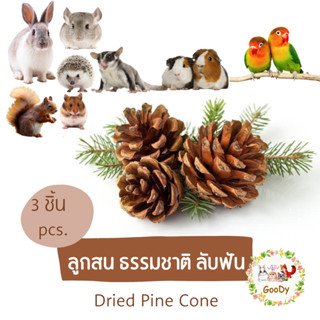 ลูกสน ธรรมชาติ ลับฟัน 3 ชิ้น Dried Pine Cone 3 pcs.