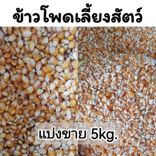 ข้าวโพดเลี้ยงไก่​ ข้าวโพดเลี้ยงสัตว์​ 5กก.