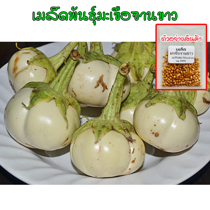เมล็ดมะเขือจานขาว​ เมล็ดพันธุ์อินทรีย์ พื้นบ้าน ปลูกต่อได้ มะเขือขาว ทรงฟักทอง บรรจุ 40-100 เมล็ด (ซื้อ 10แถม1 คละได้)