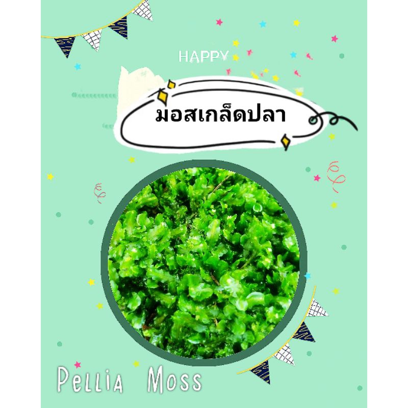 มอสPellia Moss ตกแต่งตู้ไม้น้ำ 🌱🐠 #Aquatic plant
