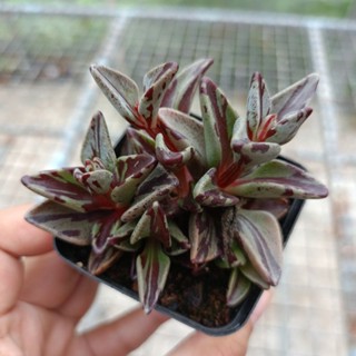 กุหลาบหิน ไม้อวบน้ำ Lenophyllum Guttatum Variegate ด่างแดงสวยๆ เลี้ยงง่าย ชอบน้ำ