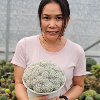 แมมขนนกขาว (Mammillaria plumosa) ต้นเล็ก ขนาด 2.5-3 ซม. ในกระถาง 2 นิ้ว