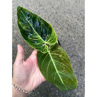 เมลาโนด่าง ฟิโลเมลาโนด่าง philodendron melano var/ philodendron melanochrysum var.