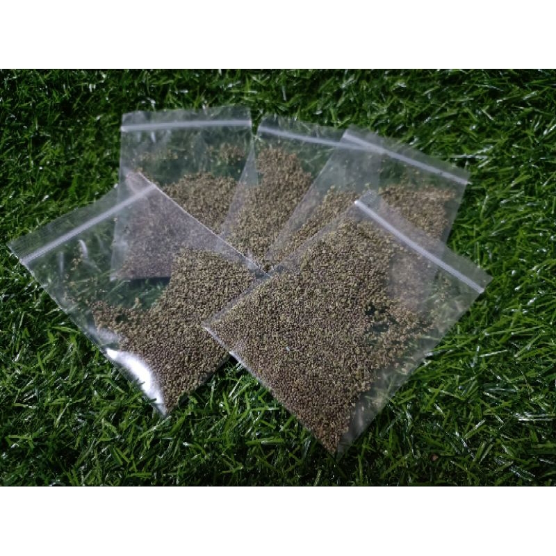 เมล็ดตำแยแมวแบบแยกดอกกับเมล็ดออกจากกันมีมากกว่า600เม็ด