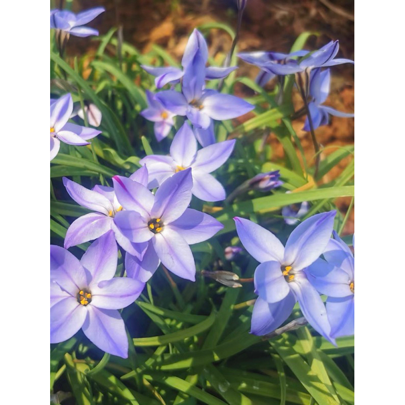 พลับพลึง อมรฟ้า  (ขนาดหัวตามรูปที่2 พร้อมให้ดอก) - รูปที่ 2