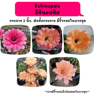 Echinopsis  อิชินอปซิส ไม้ชำหน่อ Cactus กระบองเพชร พืชอวบน้ำ พืชทะเลทราย ตะบองเพชร