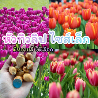 หัวทิวลิป  Tulip สำหรับปลูก  มีหลายสี ให้เลือก นำเข้าจากสวนต่างประเทศ