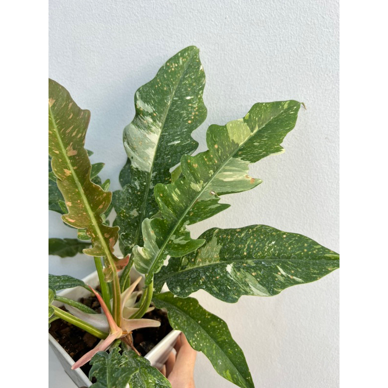 🦄 ฟิโลใบเลื่อยด่าง Philodendron ring of fire variegated