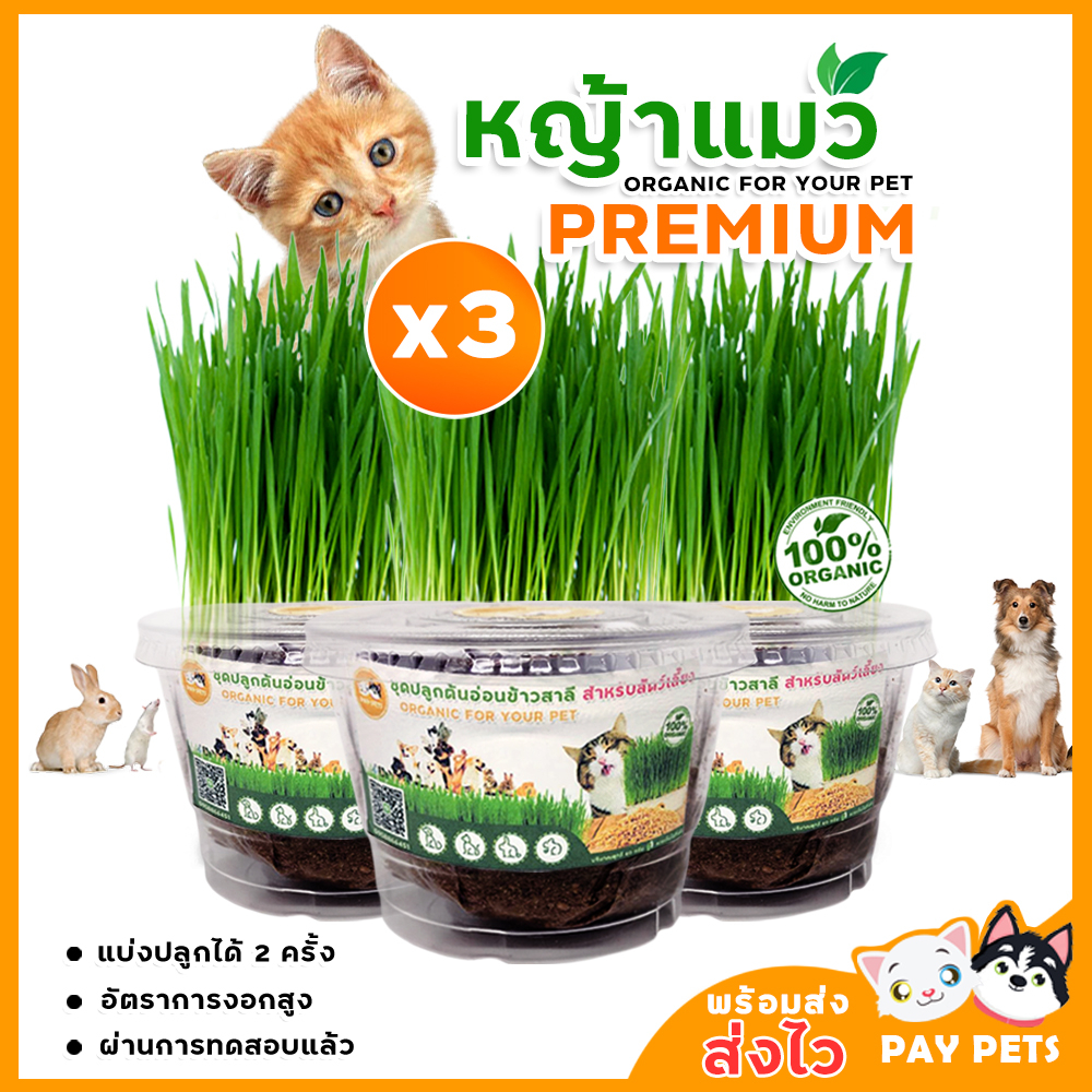 ชุดปลูกหญ้าแมว (กระปุกใสX3) ชุดปลูกต้นอ่อนข้าวสาลีคัดเกรดเพื่อสุขภาพ หญ้าแมวปลอดสาร หญ้าแมวออร์แกนิก