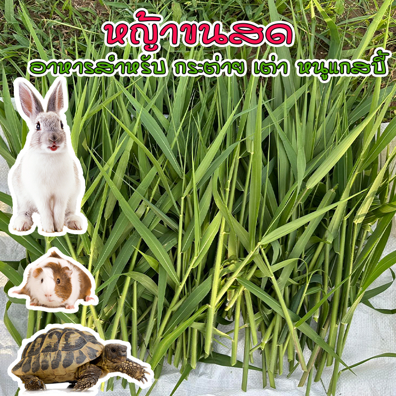 หญ้าขนสด 500g-1 กิโลกรัม สำหรับกระต่าย เต่า หนูแกสบี้ ออแกร์นิค ปลอดสารเคมี สะอาด ตัดเช้า ส่งบ่าย เน่าเหลืองเคลมร้านให้