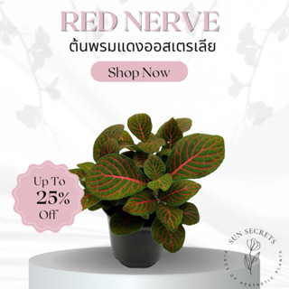 ต้นพรมแดงออสเตรเลีย(Red Nerve)