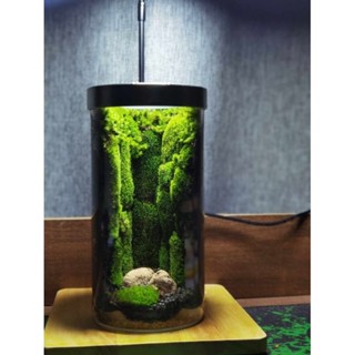 เทอราเรียม​ สวนขวดแก้วสำเร็จรูป​ Terrarium