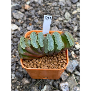 Haworthia Hybird Thailand กระถาง 2 นิ้ว จัดส่งทั้งกระถาง รหัส R31-54