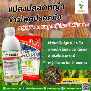 กำจัดวัชพืช คาลารีส 1 ลิตร ในไร่ข้าวโพด คุมได้นาน เห็นผลไว คูลเกษตรKP23