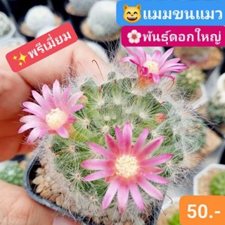 🏆😻สวยที่สุดในตลาด แมมขนแมว ดอกชมพูไส้เหลือง พันธุ์ดอกใหญ่พิเศษ🌸 ต้าวขนฟูสุดน่ารัก💗