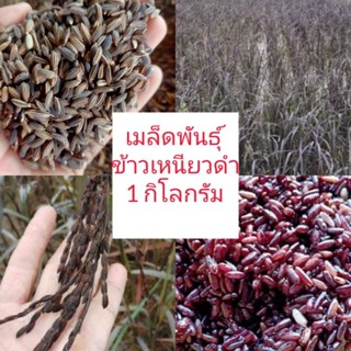 เมล็ดพันธุ์ข้าวเหนียวดำ🌾🌾(1กิโลกรัม)