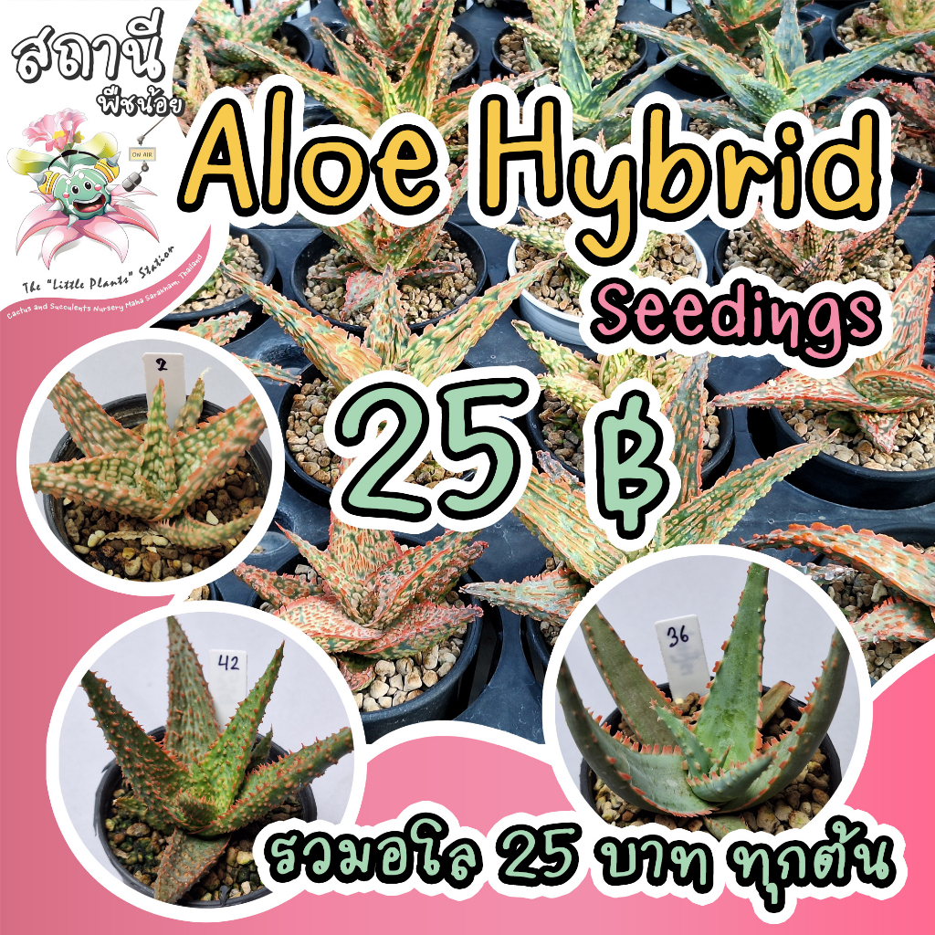 (อัพเดต 17 พ.ย.) Aloe Hybrid seedings อโล ไม้เพาะเมล็ด กระบองเพชร ไม้อวบน้ำ succulent แคคตัส cactus กุหลาบหิน