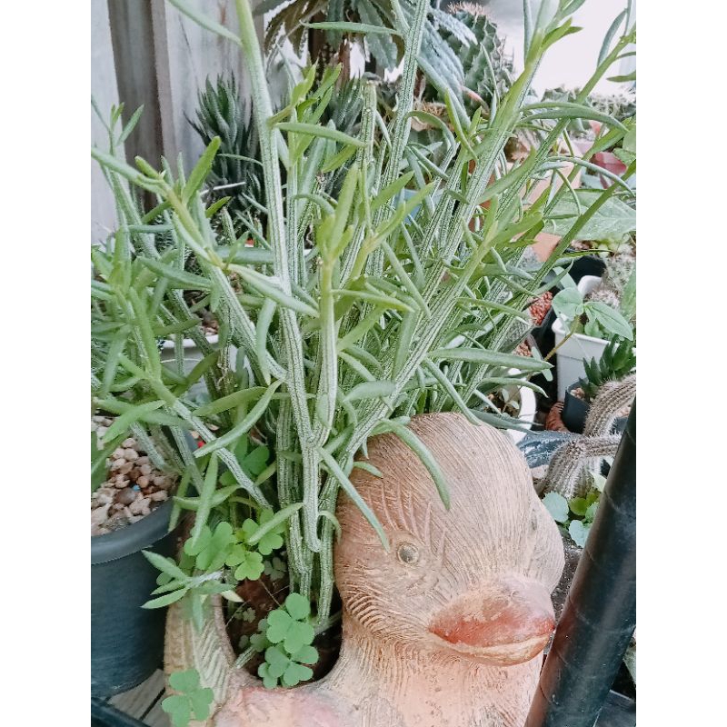 ต้นไม้อวบน้ำ - ไผ่ญี่ปุ่น / ไผ่ปลาวาฬ / ไผ่เงิน (Senecio descoingsii)