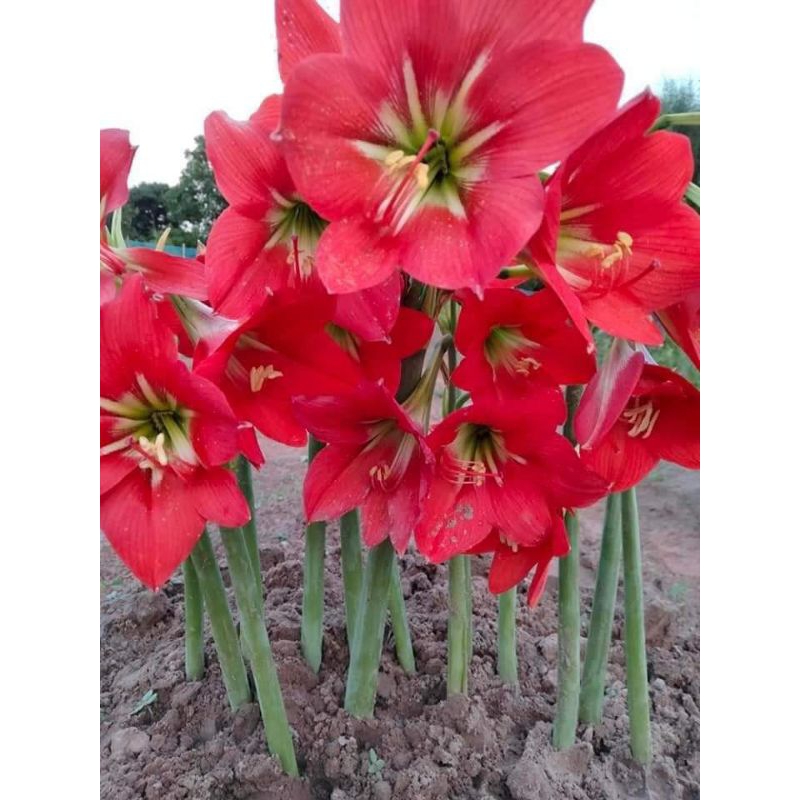ว่านสี่ทิศสีแดงสดพื้นบ้าน1หัวไม้ประดับไม้มงคล❣️❣️❣️🌷🌷🌷
