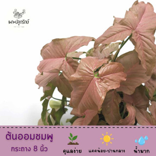 ต้นออมชมพู (Pink Syngonium) /เงินไหลมาสีชมพู #ไม้ฟอกอากาศ