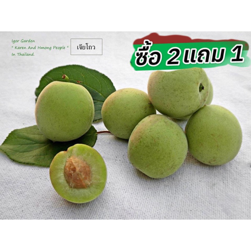 บ๊วย พันธุ์เจียโถว🍃กล้าละ150.-(กล้าเพาะเมล็ด/สูงประมาณ40-60ชม.) ซื้อ 2 แถม1 ต้อนรับหน้าฝน☔️