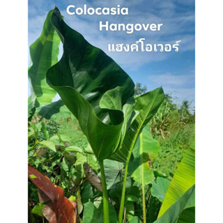 บอน hybrid colocasia hang over