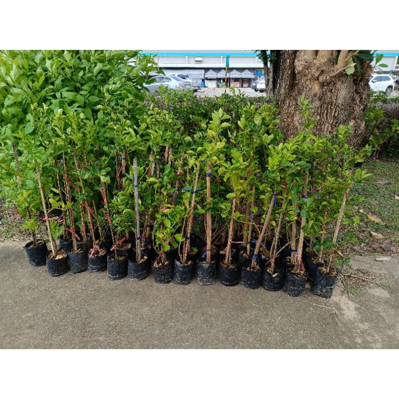 🌳ต้นมะนาวไร้เมล็ด ลูกดก (พันธุ์ทูลเกล้าทนทานโรค) เปลือกบาง น้ำเยอะ ( ห้ามสั่งซื้อต้นมะนาวรวมกับสินค้าตัวอื่น)