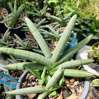 ต้นงาช้างแคระบอลเซลซิลเวอร์ sansevieria boncel silver