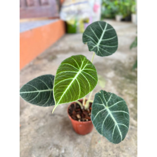 อโลคาเซีย  แบล็ค เวลเวท ( Alocasia black velvet ) กระถาง4”