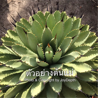 Agave Macroacantha โคลนใบสีเขียว ขาย@หน่อ 150-450 บาท