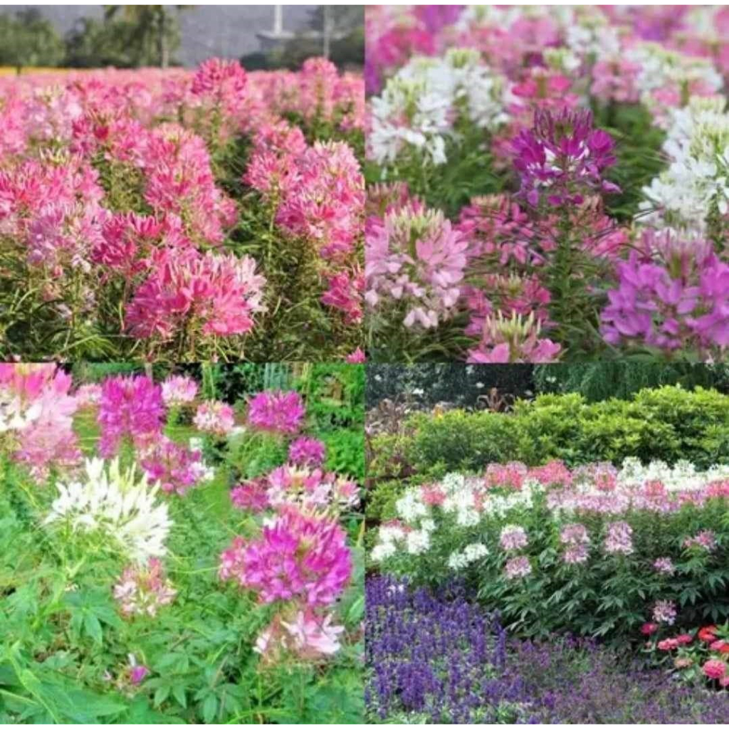 200+ เมล็ด เมล็ดดอกเสี้ยนฝรั่งคละสี (ปลูกง่าย ดอกสวย เหมาะสำหรับปลูกประดับแปลง หรือปลูกเป็นดอกไม้ทุ่ง)