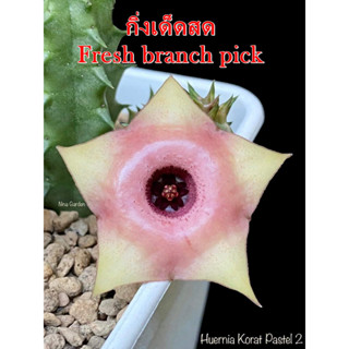 เก๋งจีน Huernia Korat Pastel 2 *กิ่งเด็ดสด* แคคตัส ไม้อวบน้ำ Cactus and Succulent