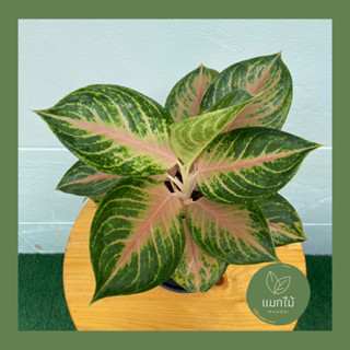 🌿 ลูกเบชมพู ❥🌿 ไม้หายาก ไม้น่าสะสม ไม้มงคลในตระกูล “อโกลนีมา (Aglaonema)” กระถางขนาด 7.5 นิ้ว