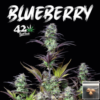 เมล็ดกัญชา Blueberry บีดไทย เมล็ดพันธุ์กัญชา สายพันธุ์แท้ พร้อมส่ง 1 ชุด 3 เมล็ด ไม่งอก เคลมฟรี 1 ครั้ง