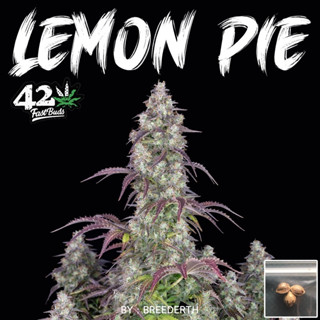 เมล็ดกัญชา Lemon Pie บีดไทย เมล็ดพันธุ์กัญชา สายพันธุ์แท้ พร้อมส่ง 1 ชุด 3 เมล็ด ไม่งอก เคลมฟรี 1 ครั้ง