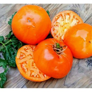 เมล็ดพันธุ์มะเขือเทศวาเลนเซีย (Valencia Tomato Seed) บรรจุ 15 เมล็ด ของแท้ คุณภาพดี ราคาถูก นำเข้าจากต่างประเทศ