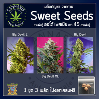 [ AUTO คัดเพศเมีย] ชุดละ 3 เมล็ด เมล็ดกัญชา เมล็ดพันธุ์กัญชา Big Devil, 2, XL บรีดไทย เคลมฟรี กรณีไม่งอก พร้อมส่ง