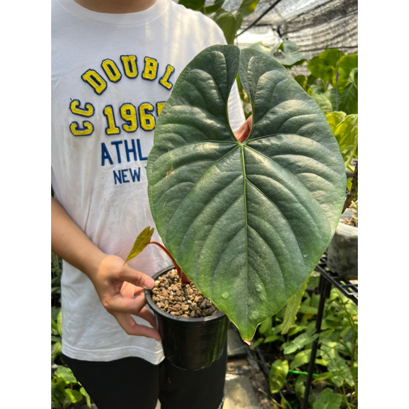 Anthurium sp. silver peru หน้าสวย ต้นใหญ่! ใบใหม่มาแล้ว