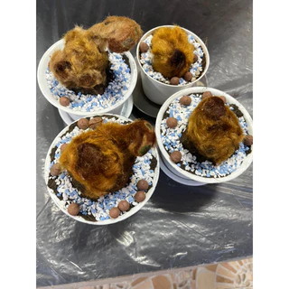 ต้นว่านลูกไก่ทองคำขนาดเล็กพร้อมกระถาง