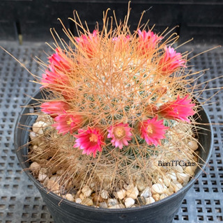 แมม เรคอย เลบทาแคนทา(Mammillaria leptacaantha)